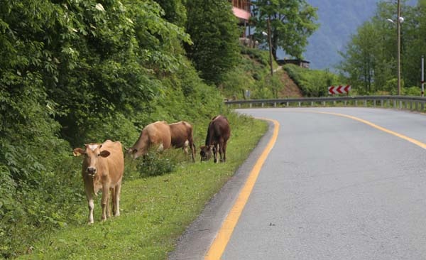 Tünel yapılınca eski karayolu hayvanlara kaldı 7