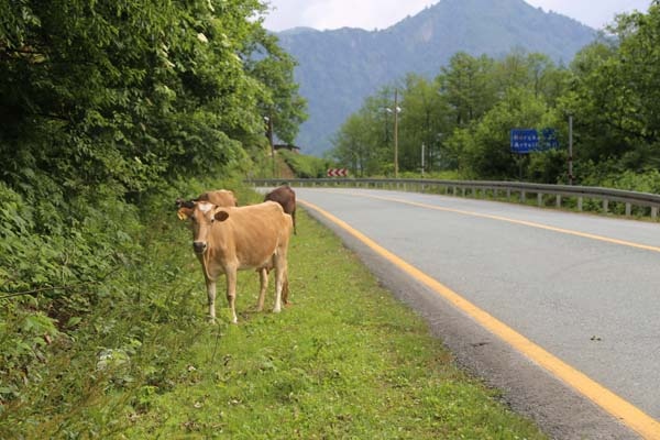 Tünel yapılınca eski karayolu hayvanlara kaldı 8