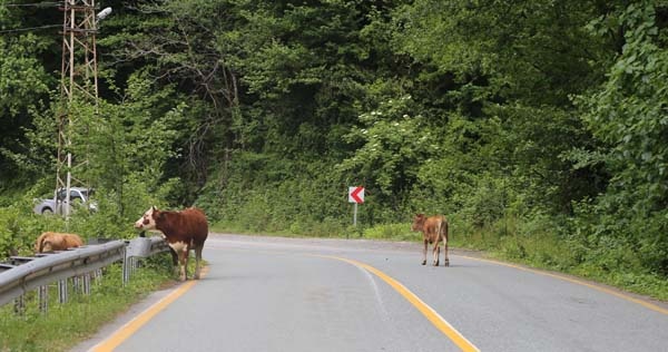 Tünel yapılınca eski karayolu hayvanlara kaldı 14