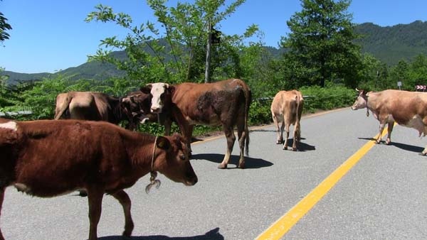 Tünel yapılınca eski karayolu hayvanlara kaldı 10