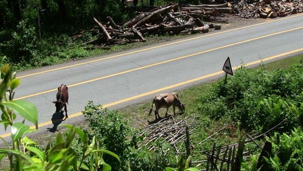 Tünel yapılınca eski karayolu hayvanlara kaldı 11