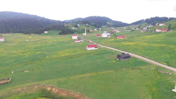 Mor Yayla bu sefer sarıya büründü 3