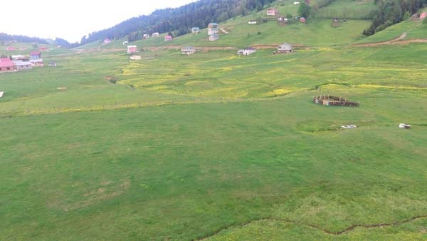 Mor Yayla bu sefer sarıya büründü 9