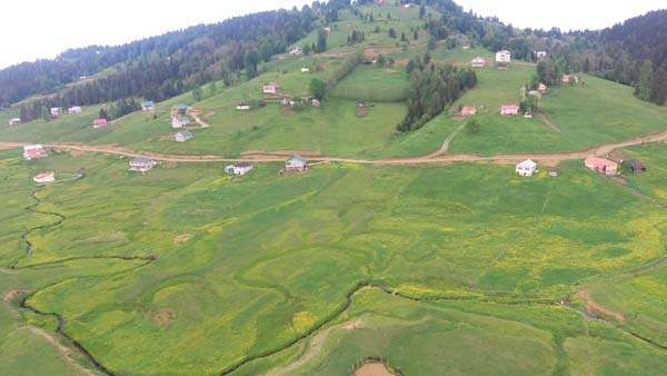 Mor Yayla bu sefer sarıya büründü 4