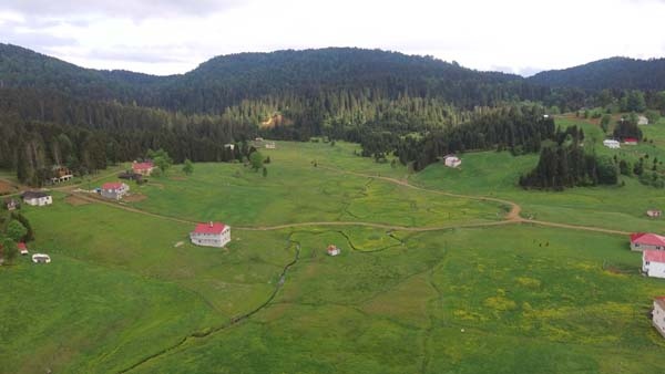 Mor Yayla bu sefer sarıya büründü 7