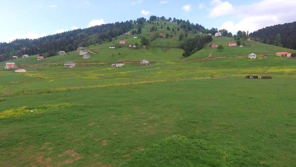 Mor Yayla bu sefer sarıya büründü 8