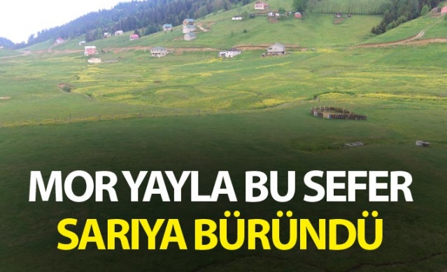 Mor Yayla bu sefer sarıya büründü 1