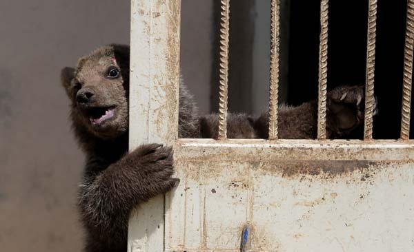 Trabzon'da bulunmuştu barınağın maskotu oldu 2