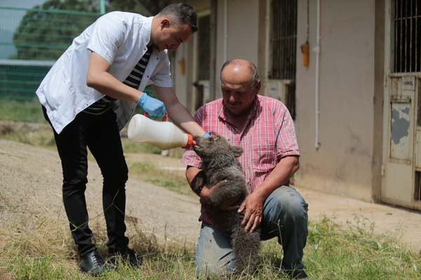 Trabzon'da bulunmuştu barınağın maskotu oldu 6