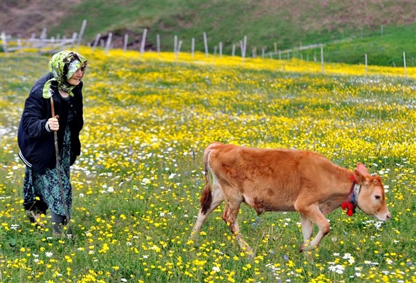 Karadeniz Yaylaları çocuklarla şenlendi 16