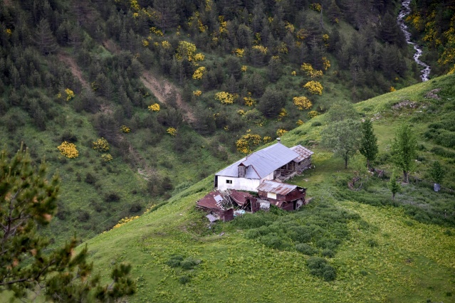 Zigana Dağı'nda renk cümbüşü 5