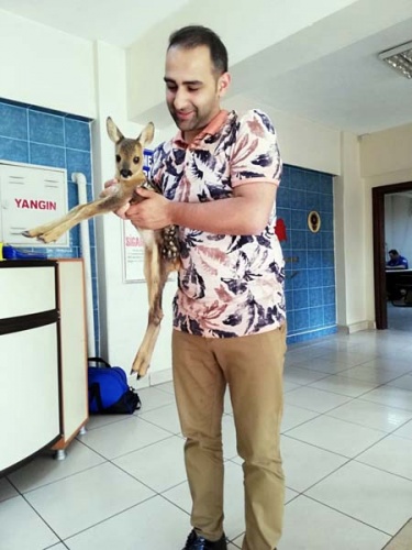 Trabzon'da yavru Karaca ölmek üzereyken kurtarıldı 3