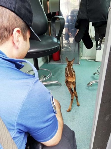 Trabzon'da yavru Karaca ölmek üzereyken kurtarıldı 2