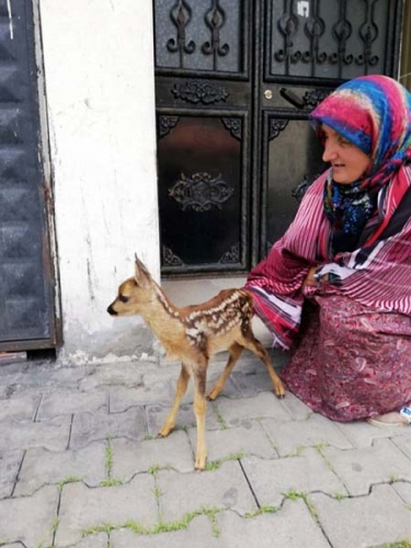 Trabzon'da yavru Karaca ölmek üzereyken kurtarıldı 4