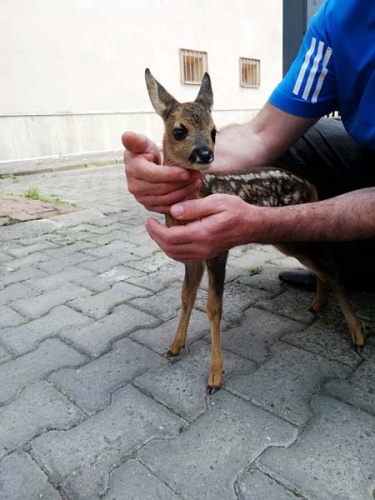 Trabzon'da yavru Karaca ölmek üzereyken kurtarıldı 5