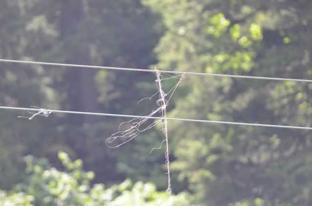 "Uzungöl'de balık tutarken ölebilirsiniz" eylemi 11