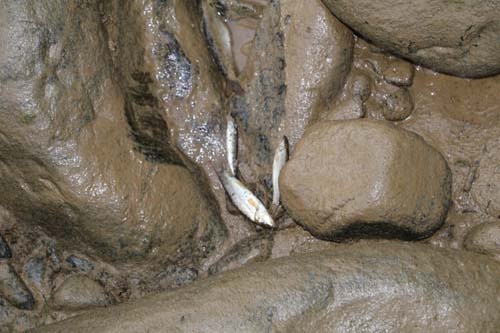 Derenin yönü değiştirilince ölüme terk edildiler! 2