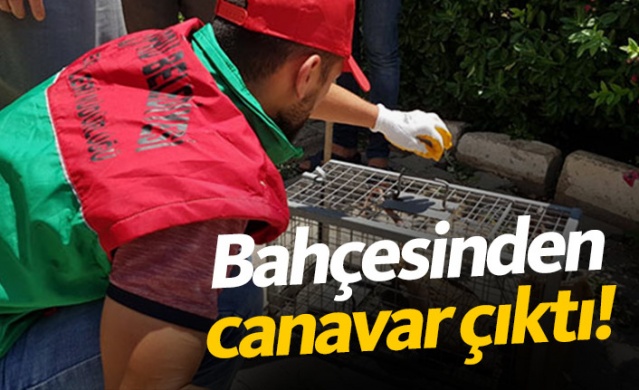 Bahçesinden canavar çıktı! 1