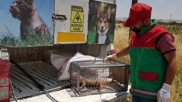 Bahçesinden canavar çıktı! 7