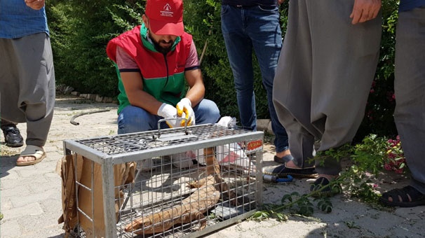 Bahçesinden canavar çıktı! 4
