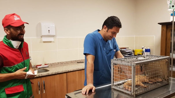 Bahçesinden canavar çıktı! 2