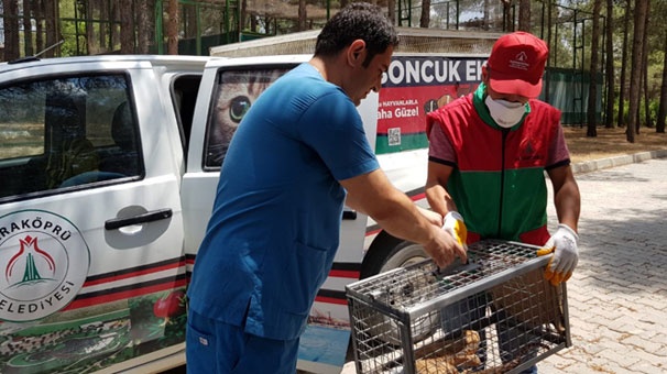 Bahçesinden canavar çıktı! 6