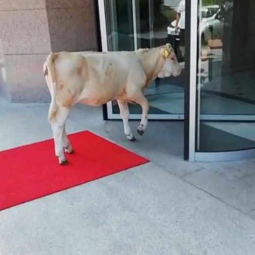 İnek otele girmeye çalışırsa... 4