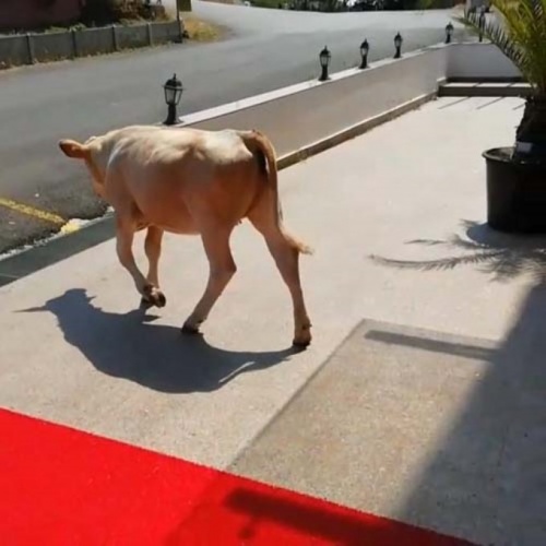 İnek otele girmeye çalışırsa... 10