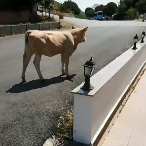 İnek otele girmeye çalışırsa... 12