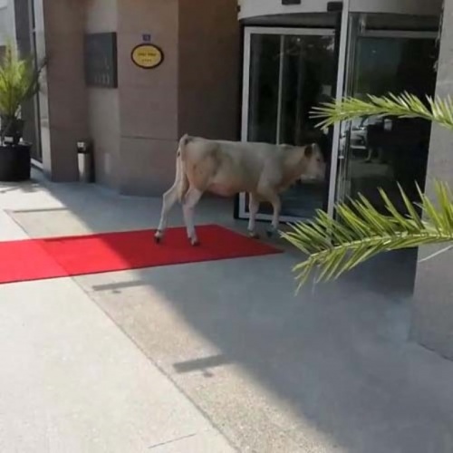 İnek otele girmeye çalışırsa... 9