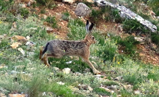 Karadeniz Dağları'ndan kareler 7