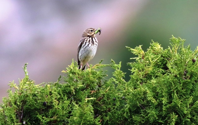 Karadeniz Dağları'ndan kareler 6