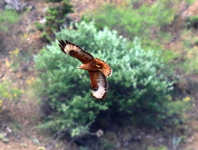 Karadeniz Dağları'ndan kareler 4