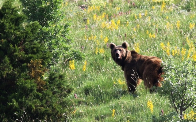 Karadeniz Dağları'ndan kareler 12