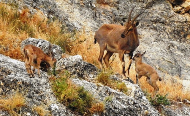 Karadeniz Dağları'ndan kareler 8