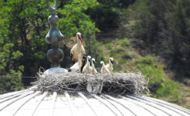 Karadeniz Dağları'ndan kareler 3