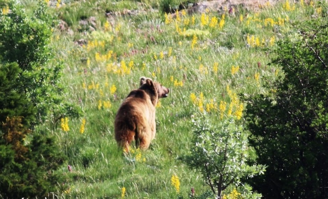 Karadeniz Dağları'ndan kareler 14
