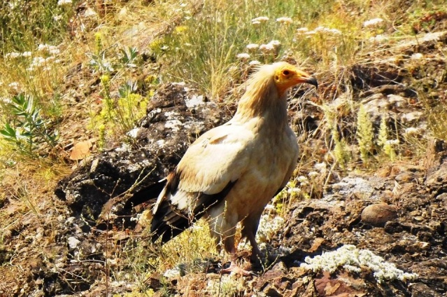 Karadeniz Dağları'ndan kareler 15