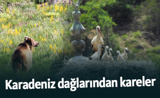 Karadeniz Dağları'ndan kareler 1