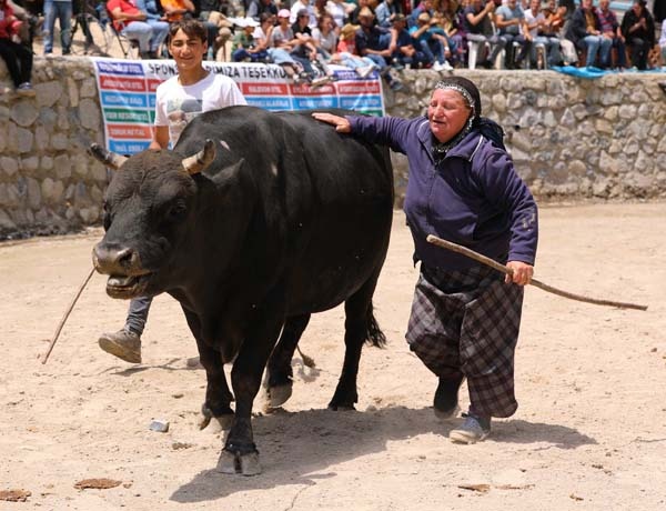 Boğa güreşlerinde onu hakemler bile arenadan uzaklaştıramadı 26