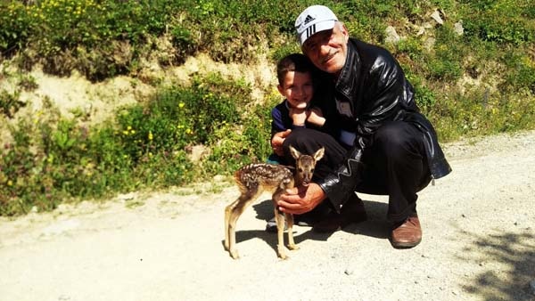 Trabzon'da minik ceylan önce korkuttu ama... 2