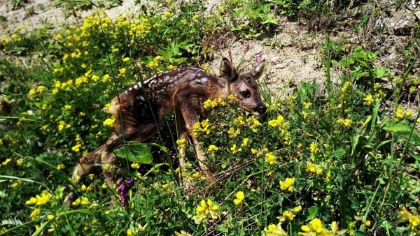 Trabzon'da minik ceylan önce korkuttu ama... 4