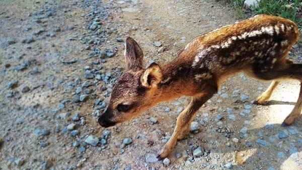 Trabzon'da minik ceylan önce korkuttu ama... 3