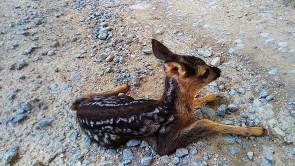 Trabzon'da minik ceylan önce korkuttu ama... 5