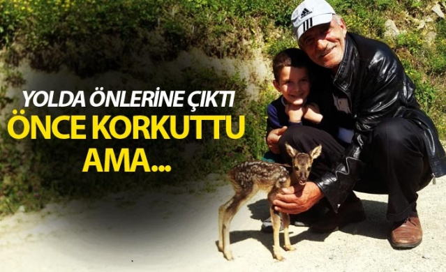 Trabzon'da minik ceylan önce korkuttu ama... 1