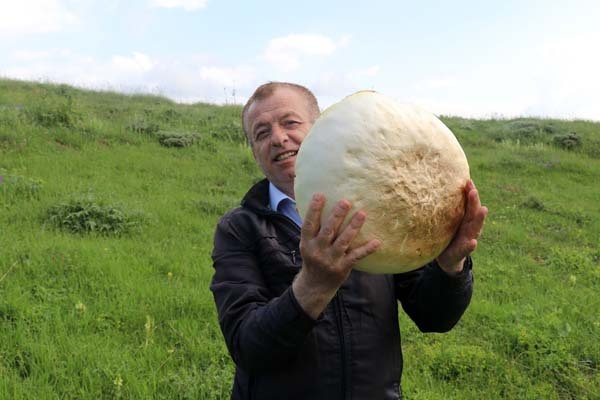 Gümüşhane'de bulundu - 25 yıldır böylesi görülmedi 3