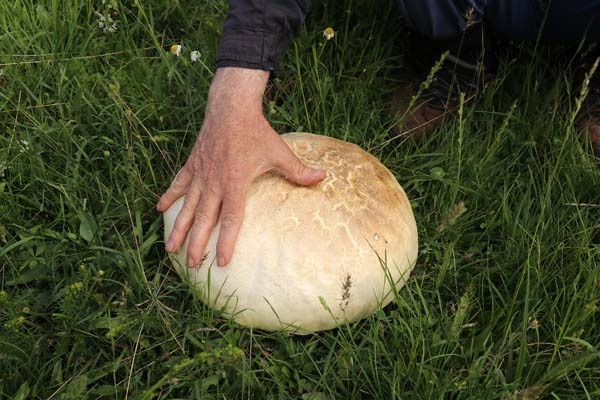 Gümüşhane'de bulundu - 25 yıldır böylesi görülmedi 8