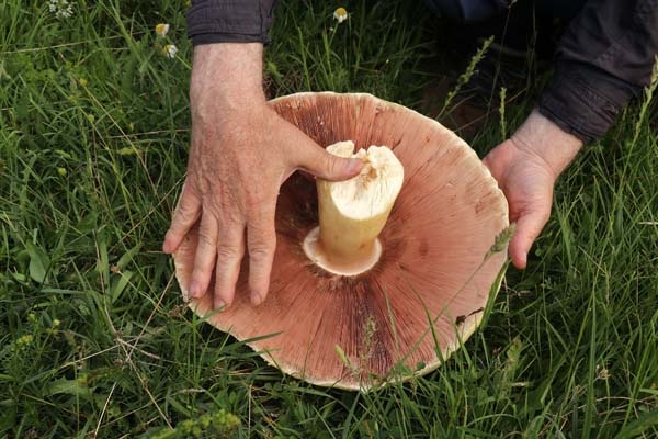 Gümüşhane'de bulundu - 25 yıldır böylesi görülmedi 9