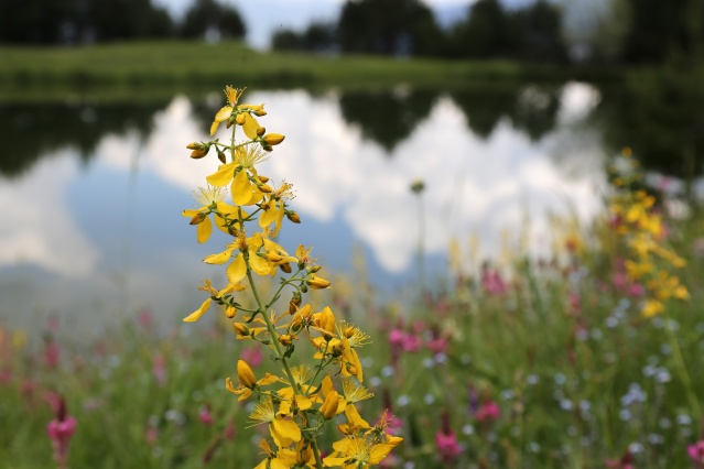Limni Gölü tabiat parkı olmayı bekliyor! 2