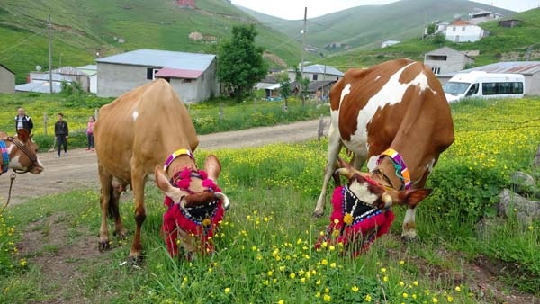 Karadeniz'de yayla göçü geleneği yaşatılıyor 3